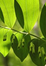 Salomonssiegel NP Hainich